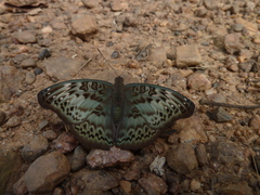 Euryphura chalcis