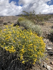 Amphipappus fremontii