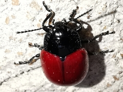 Chrysolina lucida