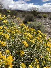 Amphipappus fremontii