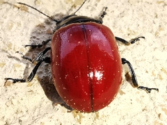 Chrysolina lucida