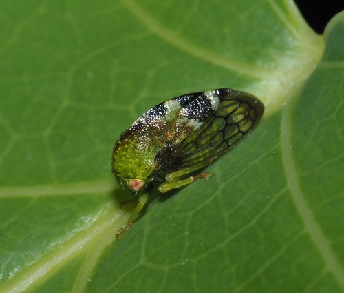 Cyrtolobus dixianus photo 5