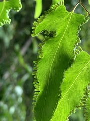 Lygodium reticulatum