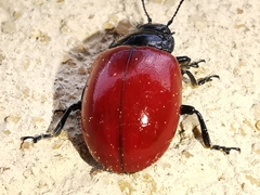 Chrysolina lucida