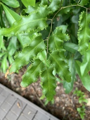 Lygodium reticulatum