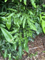 Lygodium reticulatum
