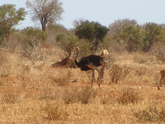 Struthio molybdophanes