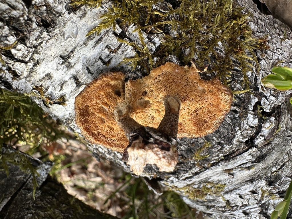 Lentinus brumalis · April 2026 · photo: © katrin_simon (iNaturalist, cc-by)