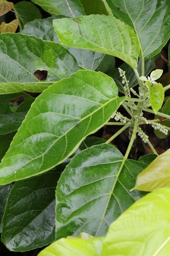 Claoxylon indicum, photograph 1