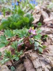 Corydalis intermedia
