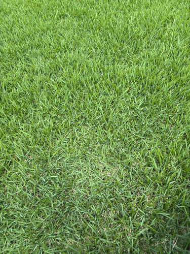 Zoysia matrella observed 2026-04-28