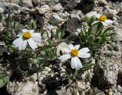 Eriophyllum lanosum