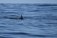 Delphinus delphis