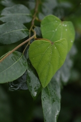Pericampylus glaucus, photograph author not stated, no rights reserved