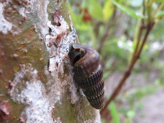 Cerithidea decollata