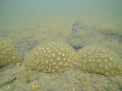 Pectinatella magnifica