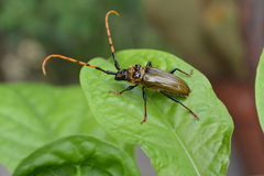 Retrachydes thoracicus