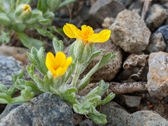 Eriophyllum ambiguum