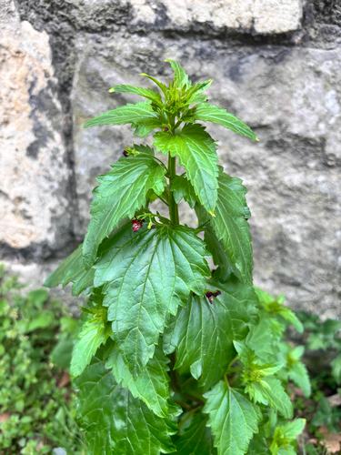 Scrophularia peregrina, photograph 6