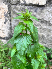 Scrophularia peregrina, photograph author not stated, no rights reserved