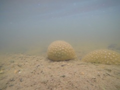 Pectinatella magnifica