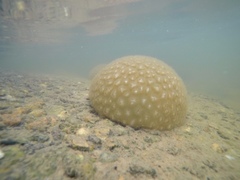 Pectinatella magnifica