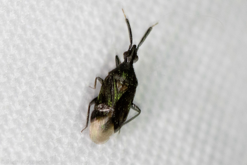 Hesperophylum heidemanni