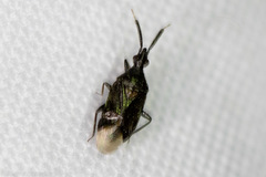 Hesperophylum heidemanni