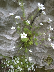 Saxifraga petraea, photograph (c) Žan Rode, some rights reserved (CC BY)