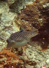 Canthigaster petersii
