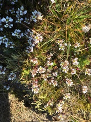 Cochlearia danica
