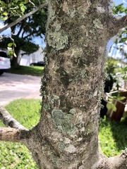 Ascomycota