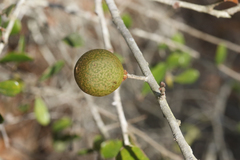 Amphibolips quercuscinerea