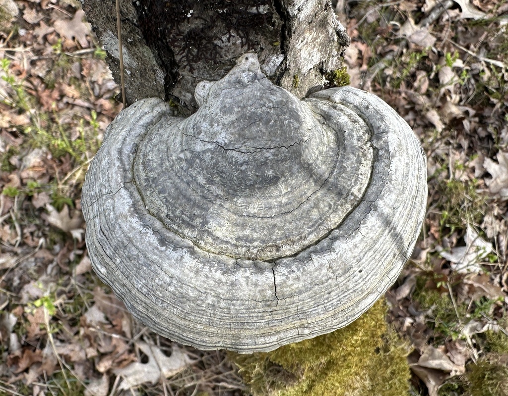 Fomes fomentarius · April 2026 · photo: © katrin_simon (iNaturalist, cc-by)