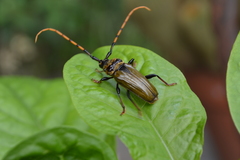 Retrachydes thoracicus