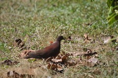 Nesoenas picturatus