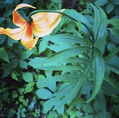 Lilium michiganense