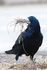 Corvus frugilegus
