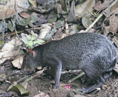 Dasyprocta fuliginosa