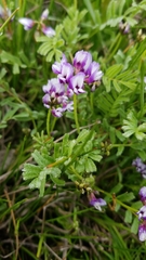Astragalus tener