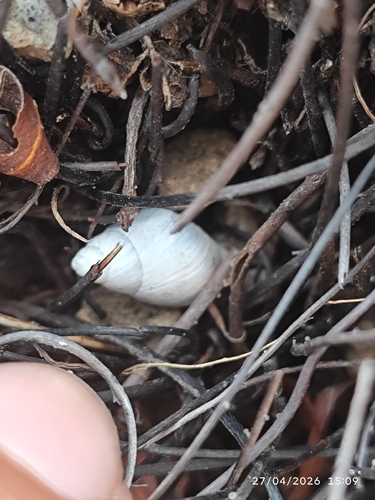 Mesembrinus hegewischi