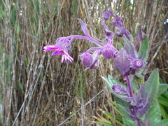 Senecio formosoides