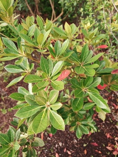 Elaeocarpus photiniifolius iNat (1)