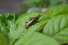 Retrachydes thoracicus