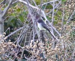 Myiarchus ferox
