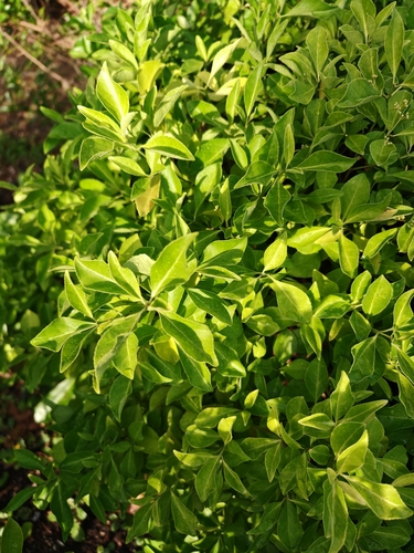 Euonymus boninensis iNat (1)