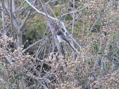 Myiarchus ferox
