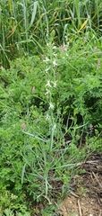 Platanthera