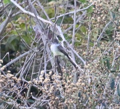 Myiarchus ferox
