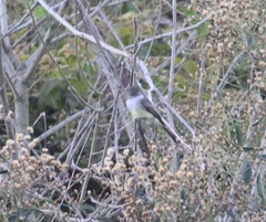 Myiarchus ferox